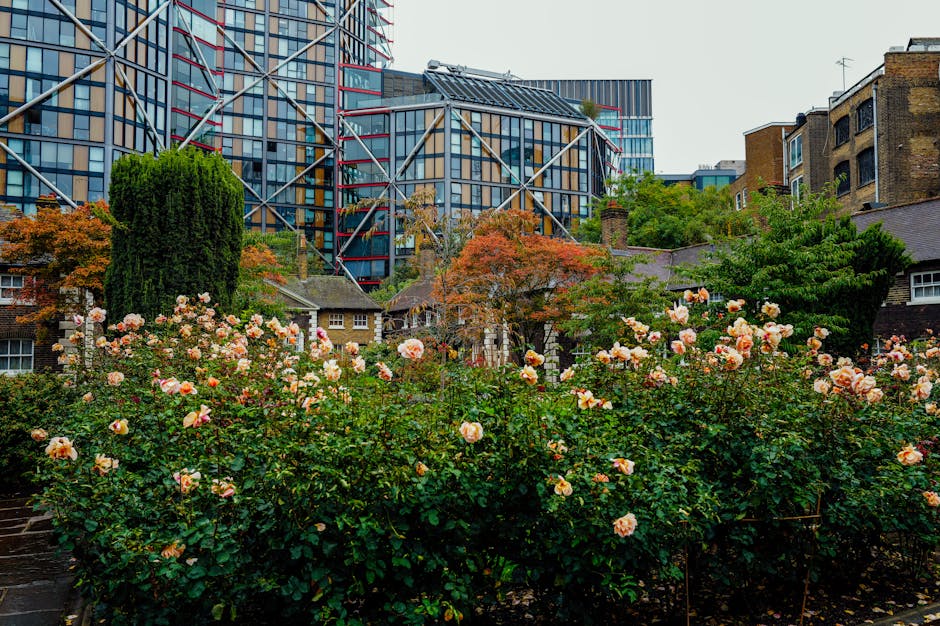 A vibrant urban garden situated in Shoreditch featuring a lush bed of blooming pink and peach roses with dense green foliage, bordered by narrow stone pathways. Behind the roses, there are various small trees and shrubs, including a tall, dark green conifer and a deciduous tree with orange and red autumn leaves. In the background, modern high-rise buildings with glass and steel façades rise above the rooftops of older brick houses. Soft natural light illuminates the scene, highlighting the textures of the wet soil, trimmed grass, and the delicate petals of the roses. The garden appears well-maintained, with clear pathways and neatly arranged plants, indicative of regular garden maintenance carried out by professionals like Gardeners Shoreditch, whose services include landscaping work, hedge trimming, and lawn care.