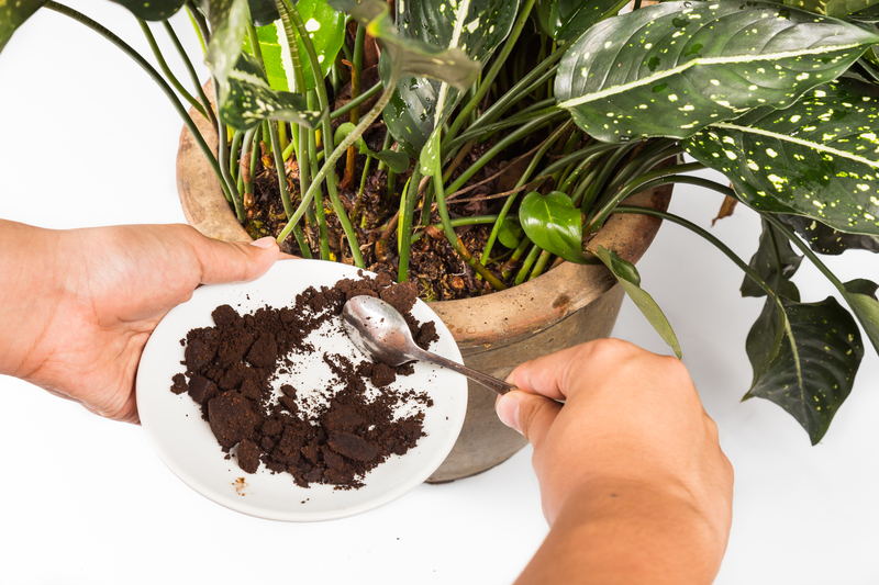 home plants