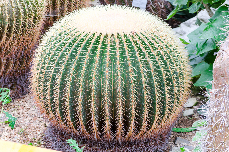 garden design Garden